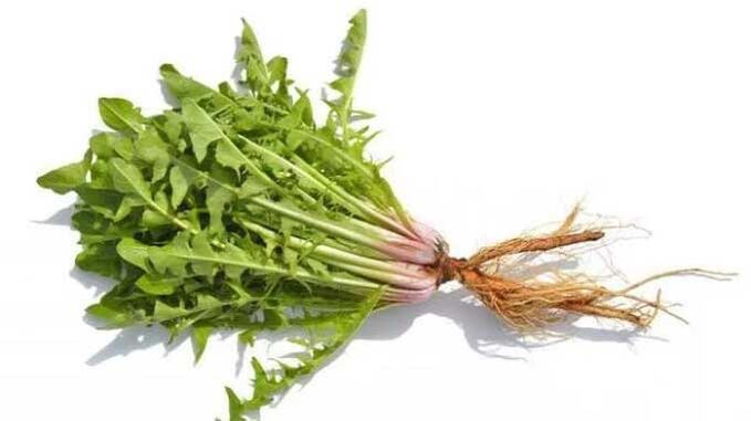 Dandelion root in Normadex