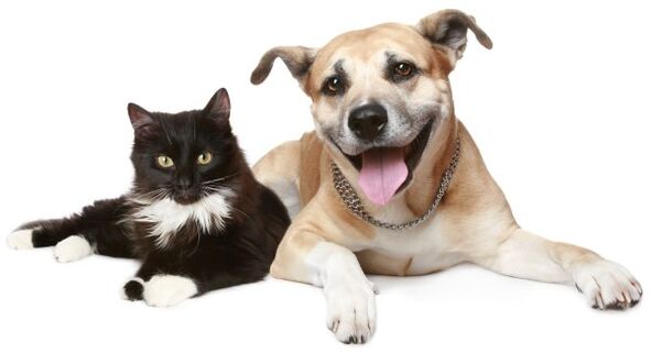 animals are a source of parasite contamination