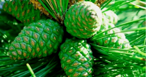 Green cones