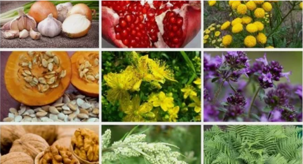 Treatment of pests in the human body with folk remedies