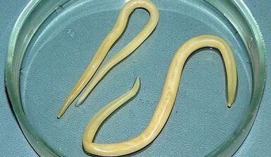 How to do tests for Ascaria right