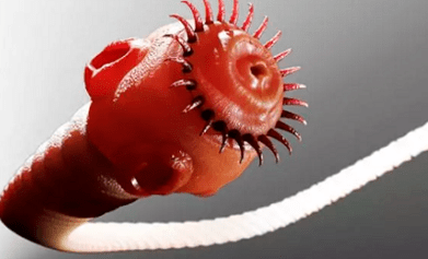 What pests can they live in the human body