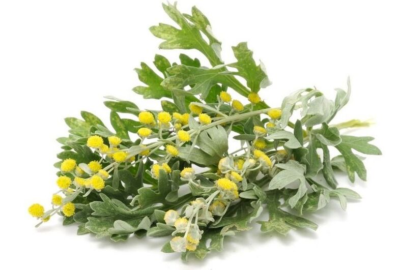 tansy for pests